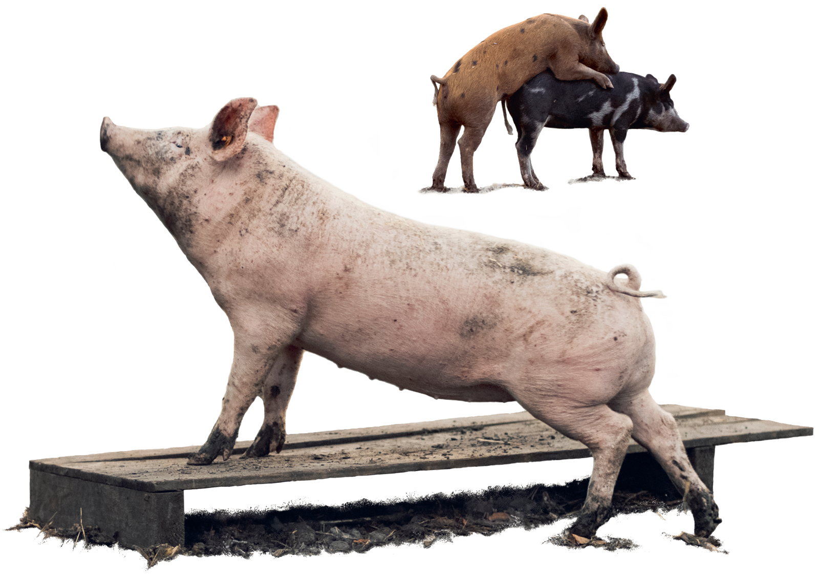 pigs-transp.png